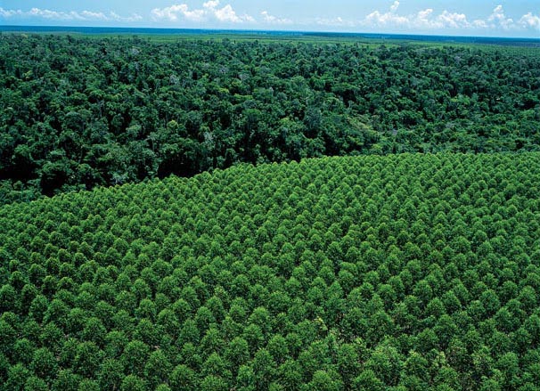 Suzano reforça compromisso com desmatamento zero no Dia da Árvore
