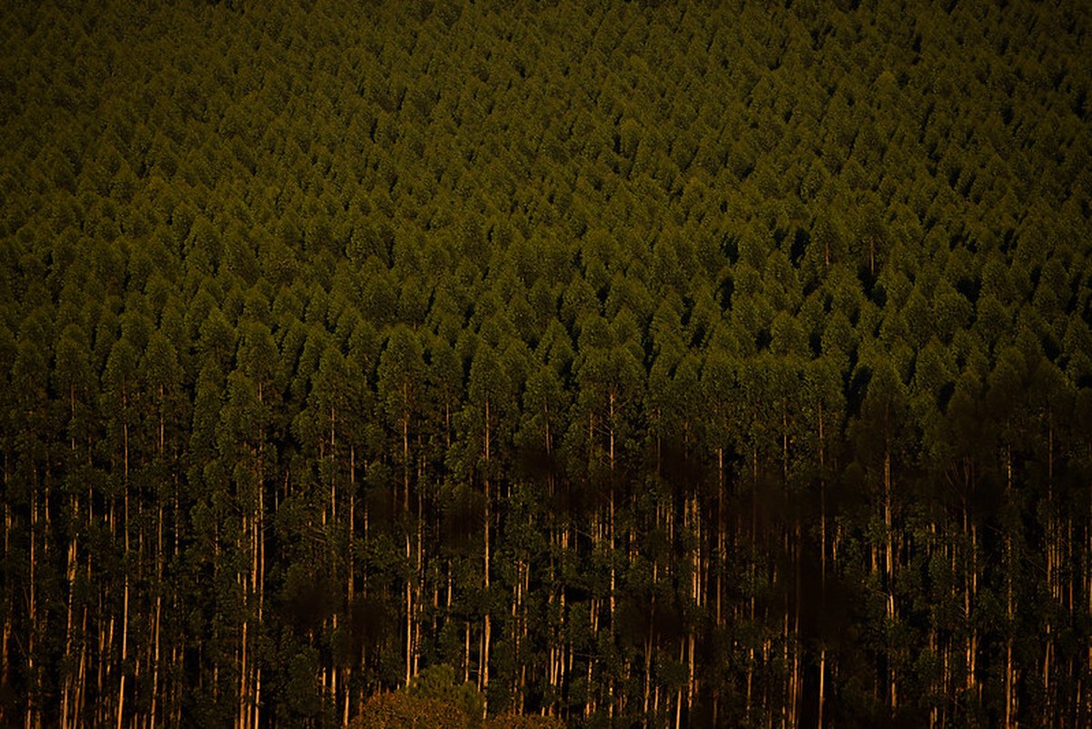 Valor da produção florestal bate recorde em 2025