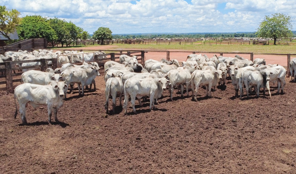 Abates de bovinos, frangos e suínos batem recorde no segundo trimestre