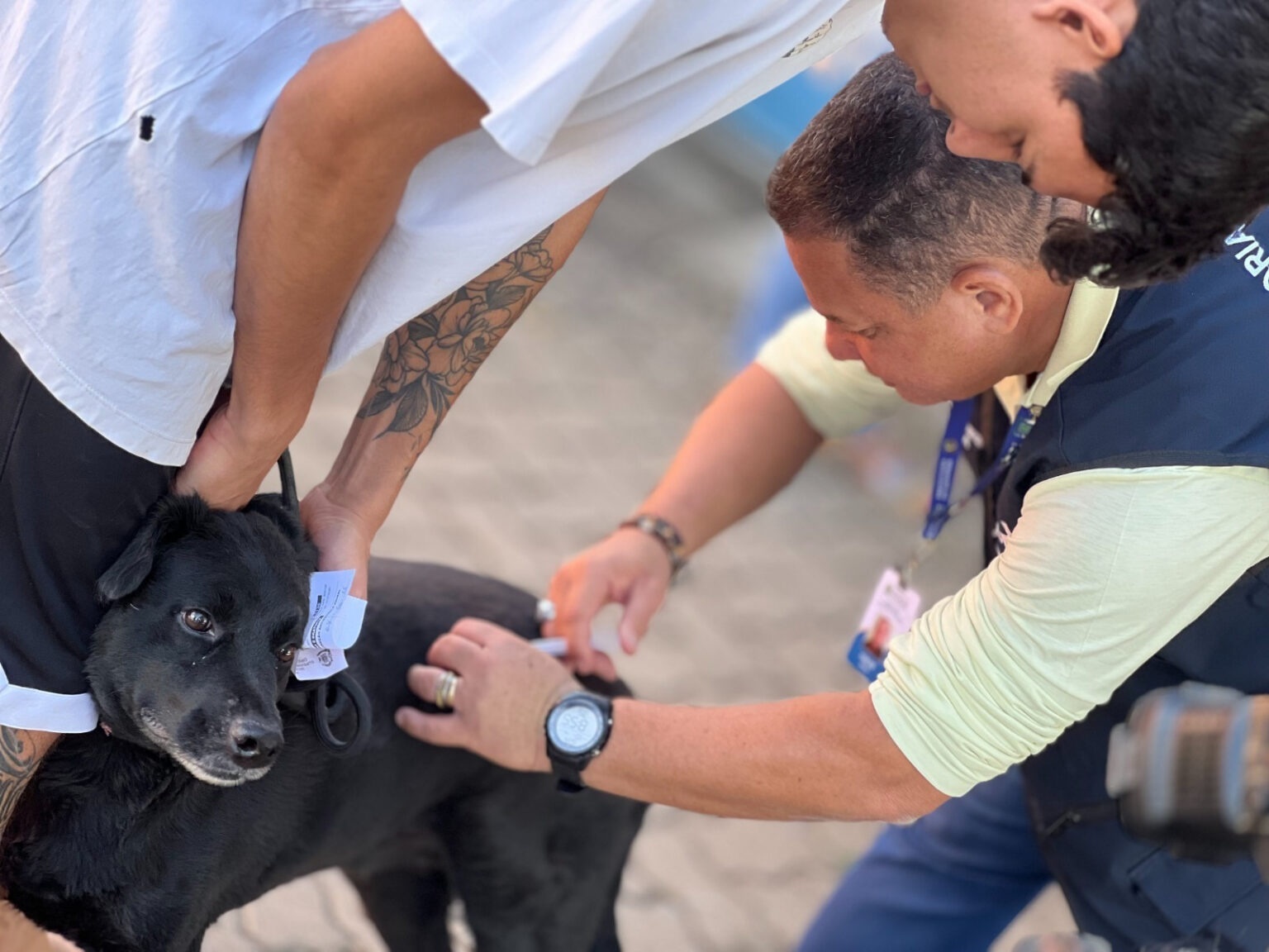 Chile se torna o primeiro país da América do Sul a eliminar a raiva transmitida por cães
