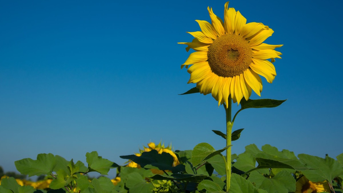 Girassol acompanha o Sol durante o dia, mas para de fazê-lo ao amadurecer