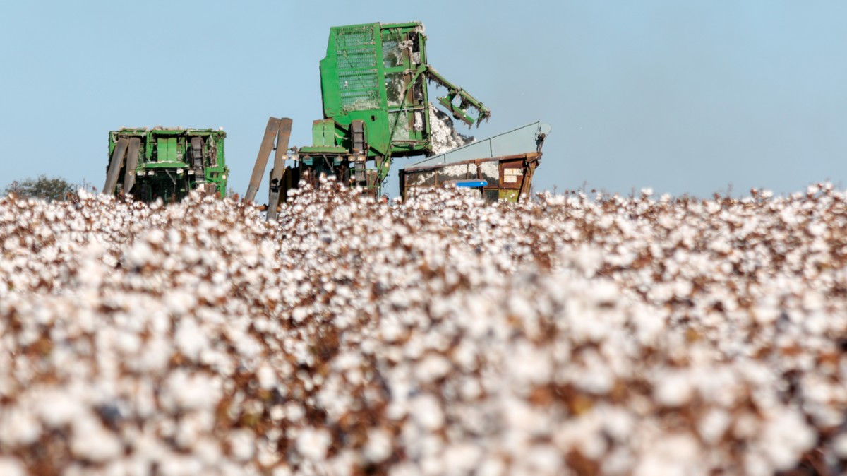 Produção de algodão deve cair 2,5% no Brasil com redução da área plantada