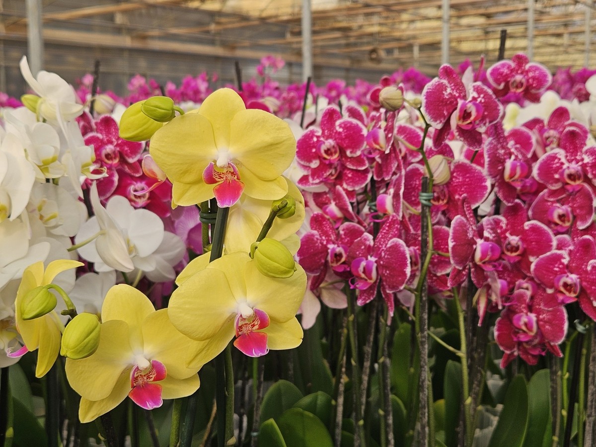 Como cultivar orquídeas e evitar erros comuns