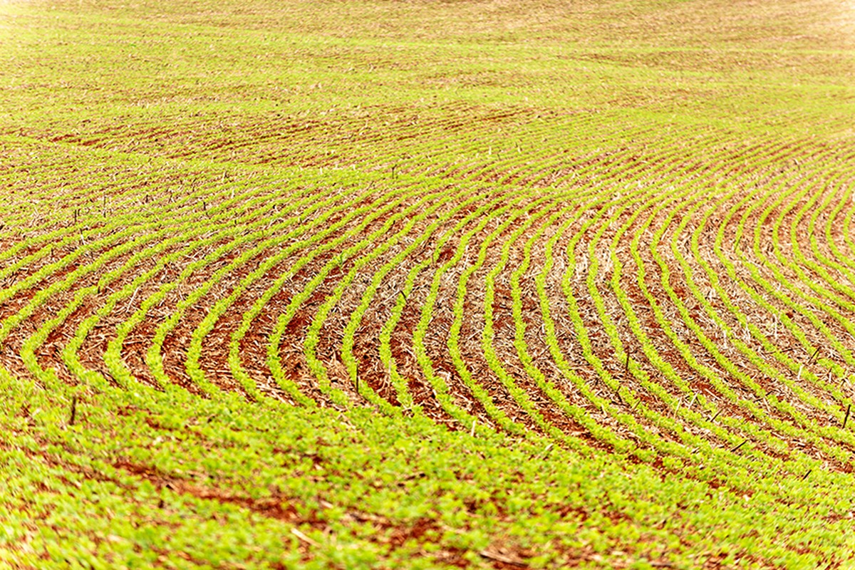 Plantio de soja no Brasil atinge 0,4% da área prevista