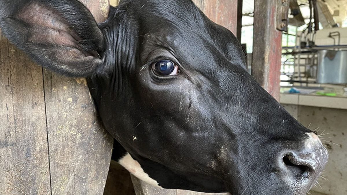 Estudo identifica nova bactéria associada ao mal do olho em bovinos
