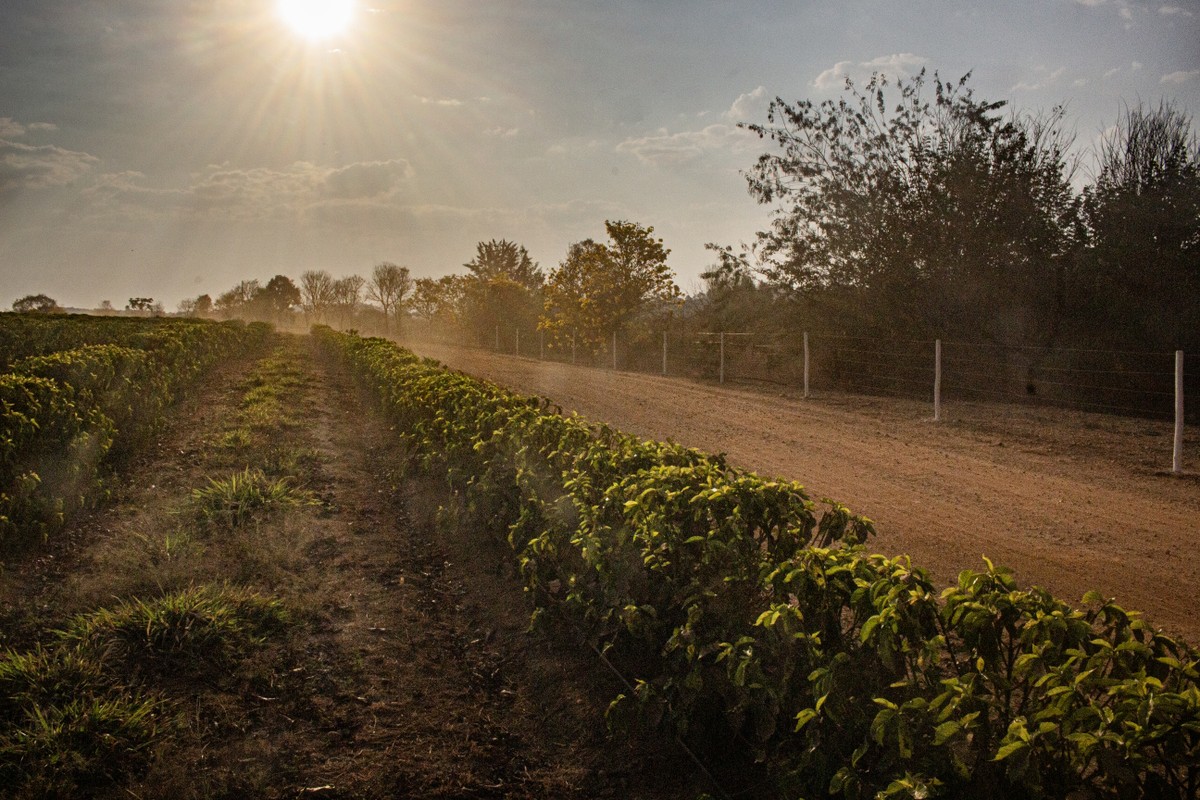 Globo Rural anuncia vencedoras do Prêmio Fazenda Sustentável em 30 de setembro