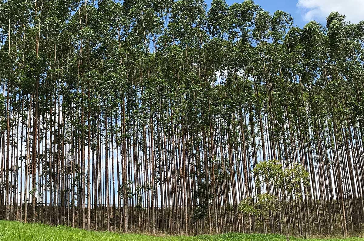 Produção florestal brasileira atinge recorde de R$ 47,9 bilhões impulsionada pela silvicultura