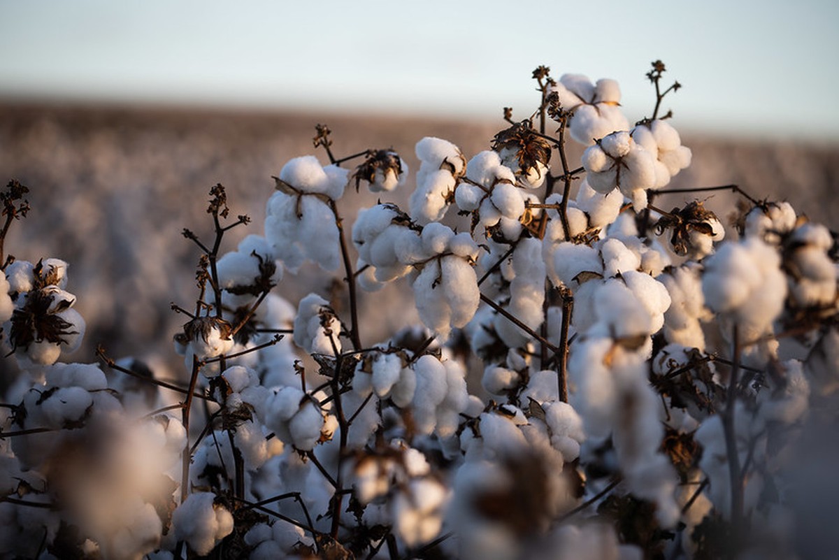 Abrapa espera impacto limitado do El Niño na produção de algodão