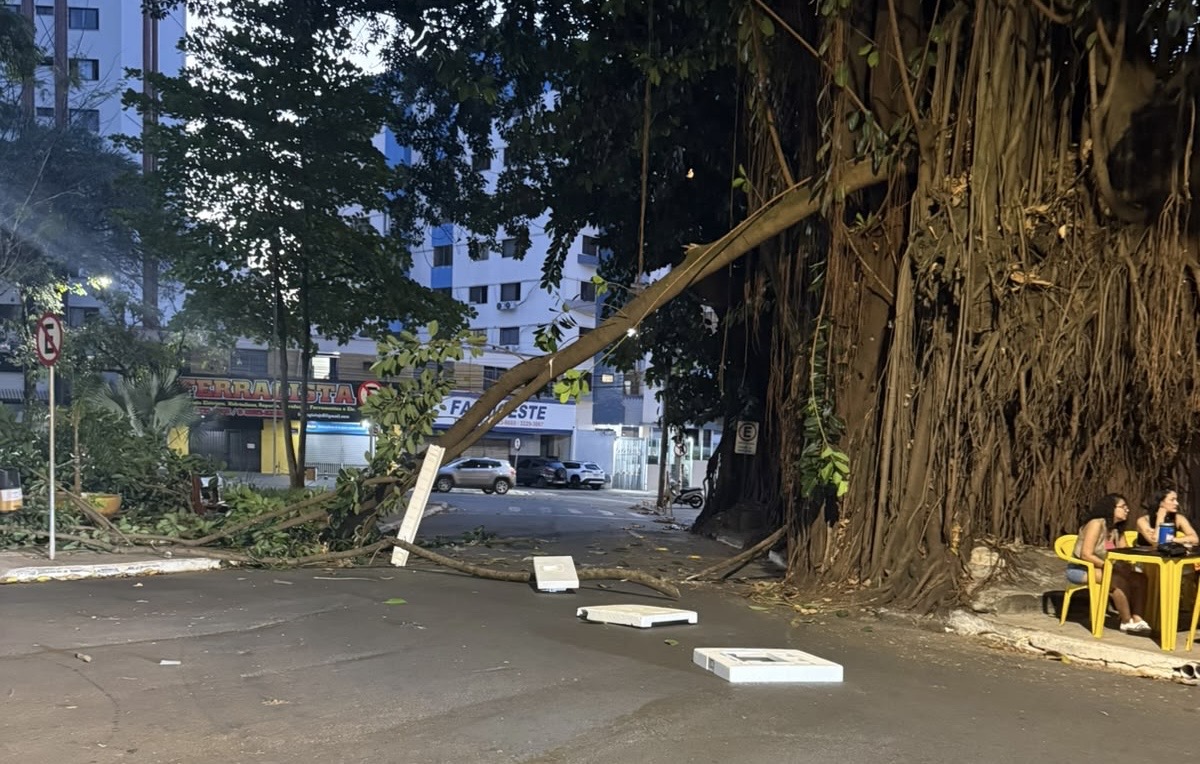 Galho de gameleira cai na Praça da Cirrose e assusta pessoas no Setor Oeste