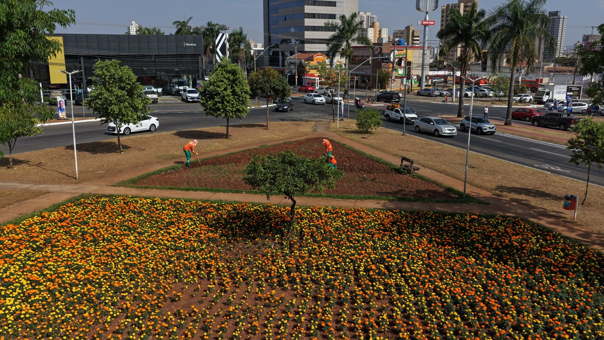 Prefeitura de Goiânia prepara compra de 2 milhões de mudas para o Florescer