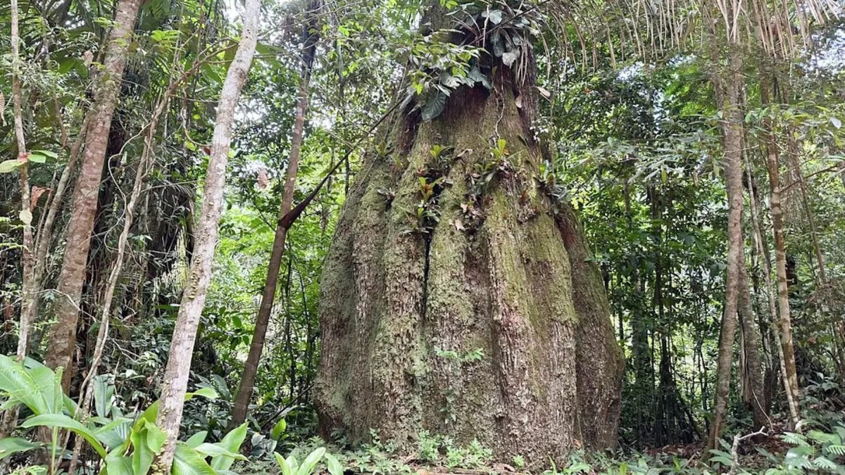Amazonas ganha quatro reservas de desenvolvimento sustentável