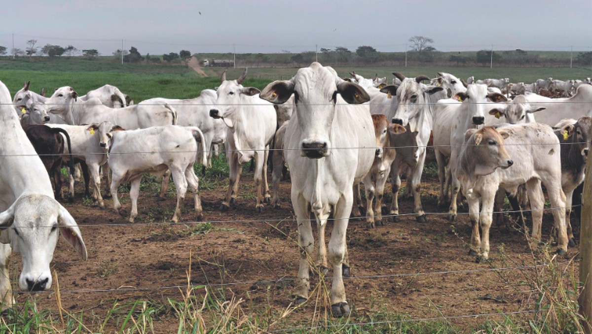 A fazenda que respira ao contrário: produtor relata como propriedade virou sumidouro de carbono