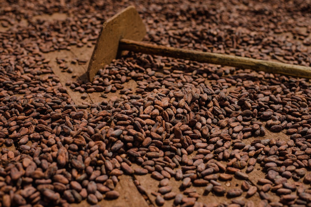 Café, cacau, açúcar e suco sobem; algodão recua em Nova York