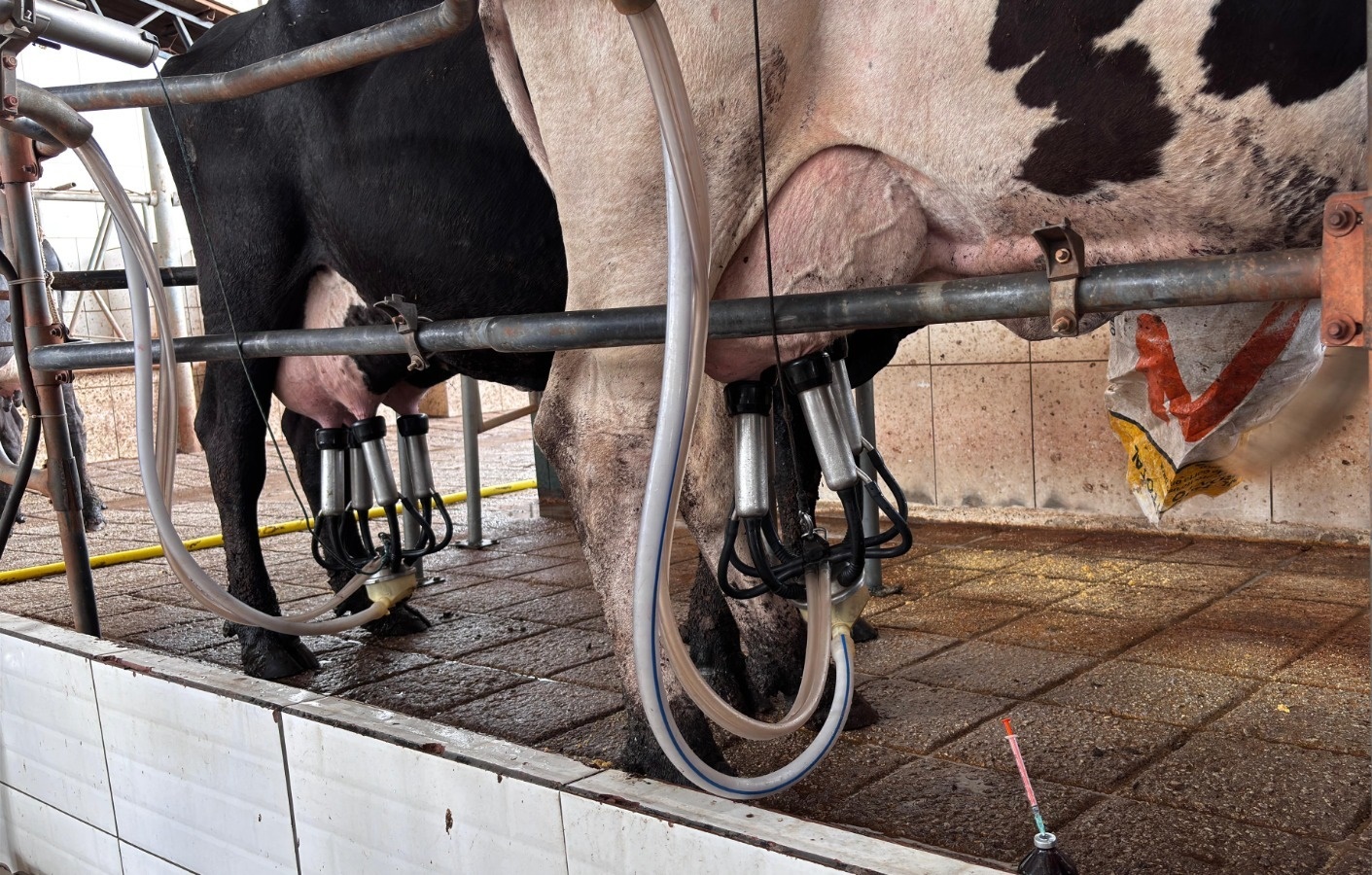 Goiás registra valorização do preço do leite ao produtor em 2026