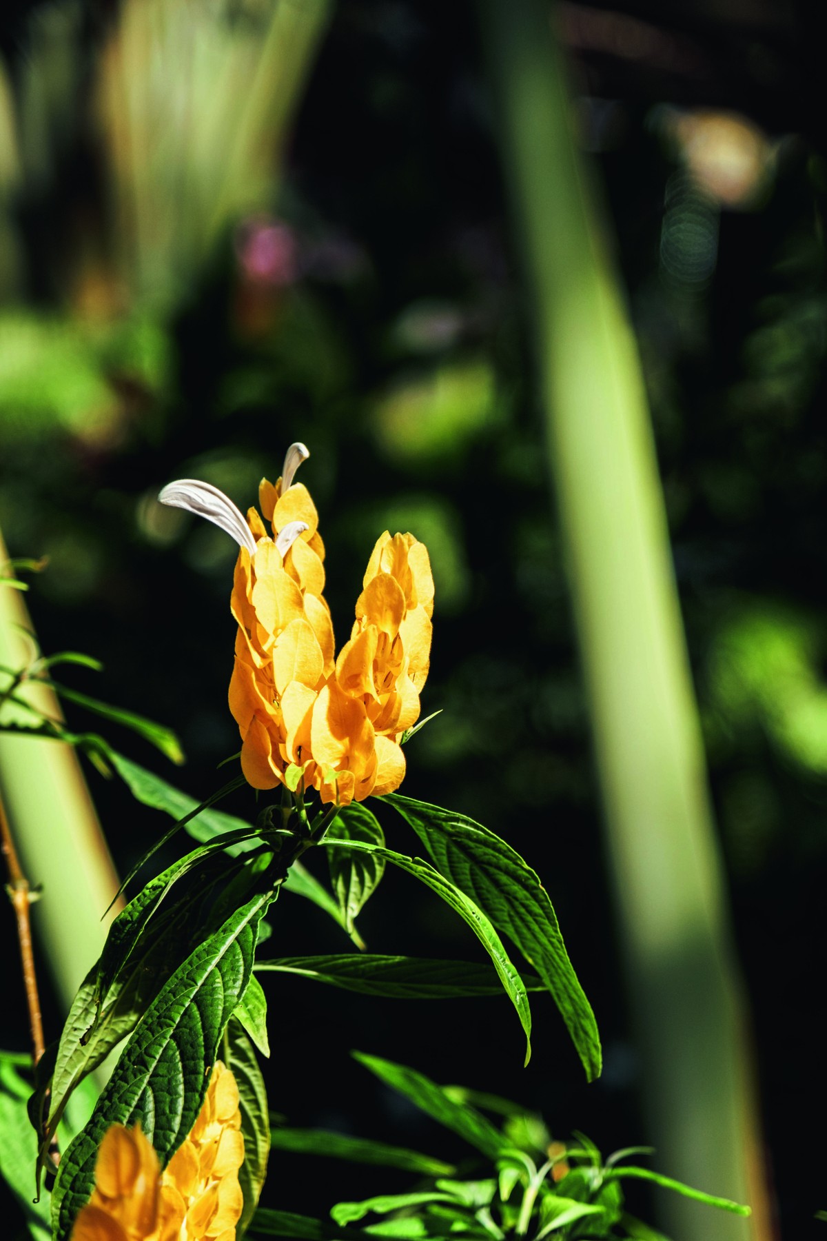 Planta-camarão: a espécie colorida que virou queridinha do paisagismo e oportunidade para produtores