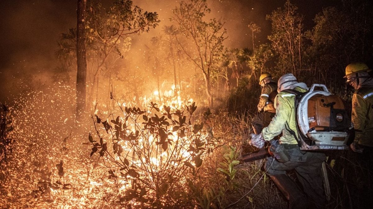 Incêndios no Amazonas disparam 116% em 2026 e mobilizam força-tarefa federal