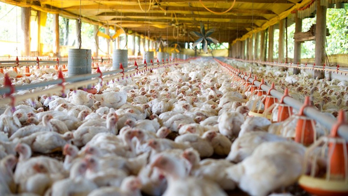China se firma como gigante no mercado global de frango e acirra concorrência com o Brasil
