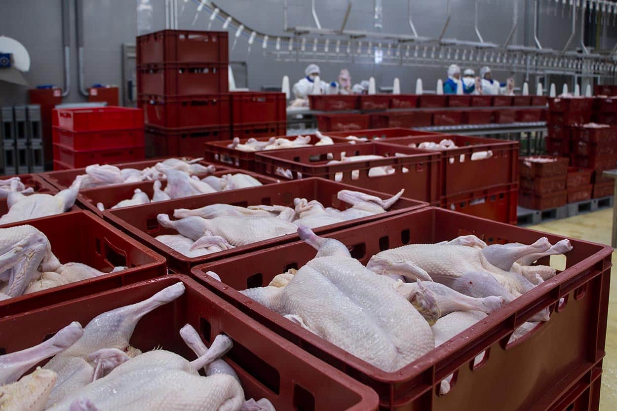 Frango brasileiro: exportações atingem volume recorde no trimestre