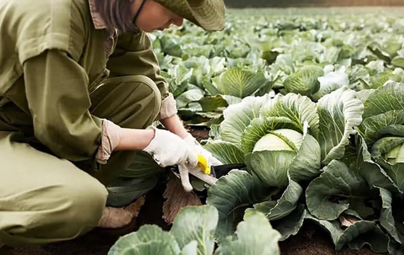 Curso gratuito ensina a planejar produção agroecológica de hortaliças