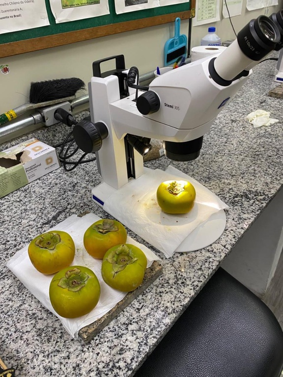 Vigilância agropecuária intercepta praga exótica em carga de caquis da Espanha