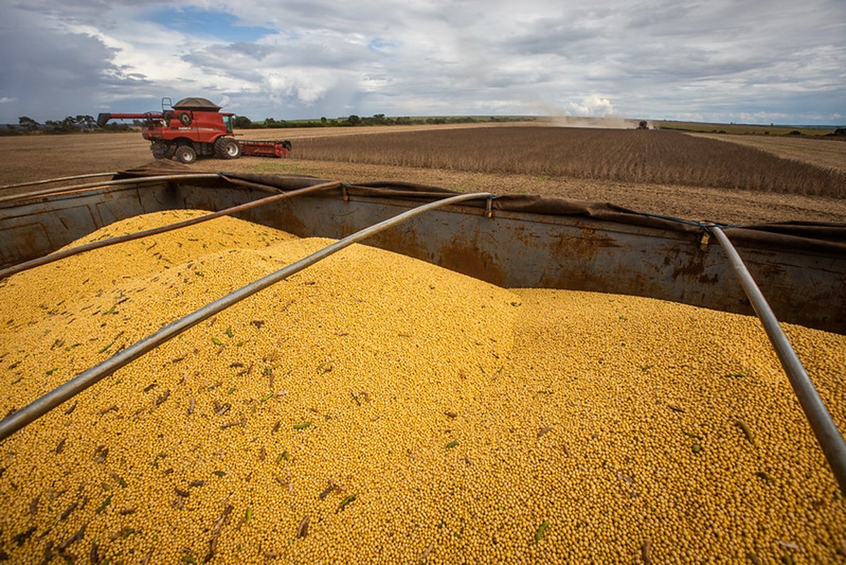 Mercado global de commodities: Soja e milho disparam, café recua em setembro