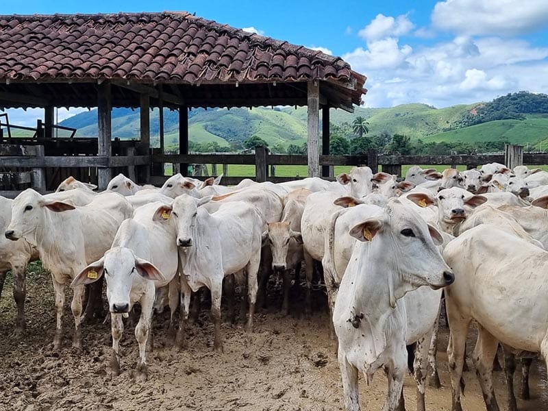 Pecuaristas capixabas buscam simplificação do Icms e melhorias em aplicativo de nota fiscal