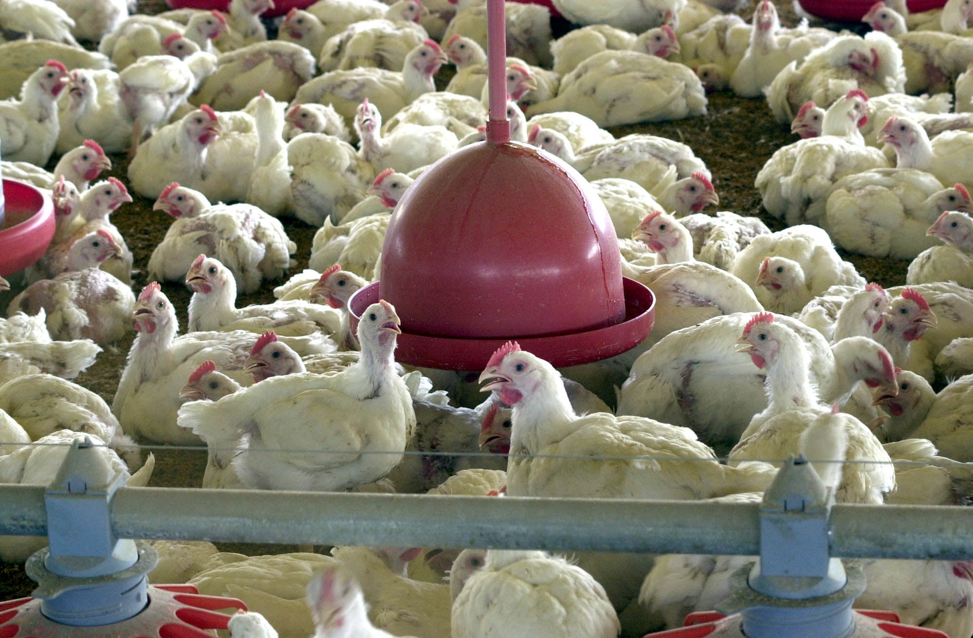 União Europeia acende sinal verde para frango e mel do Brasil
