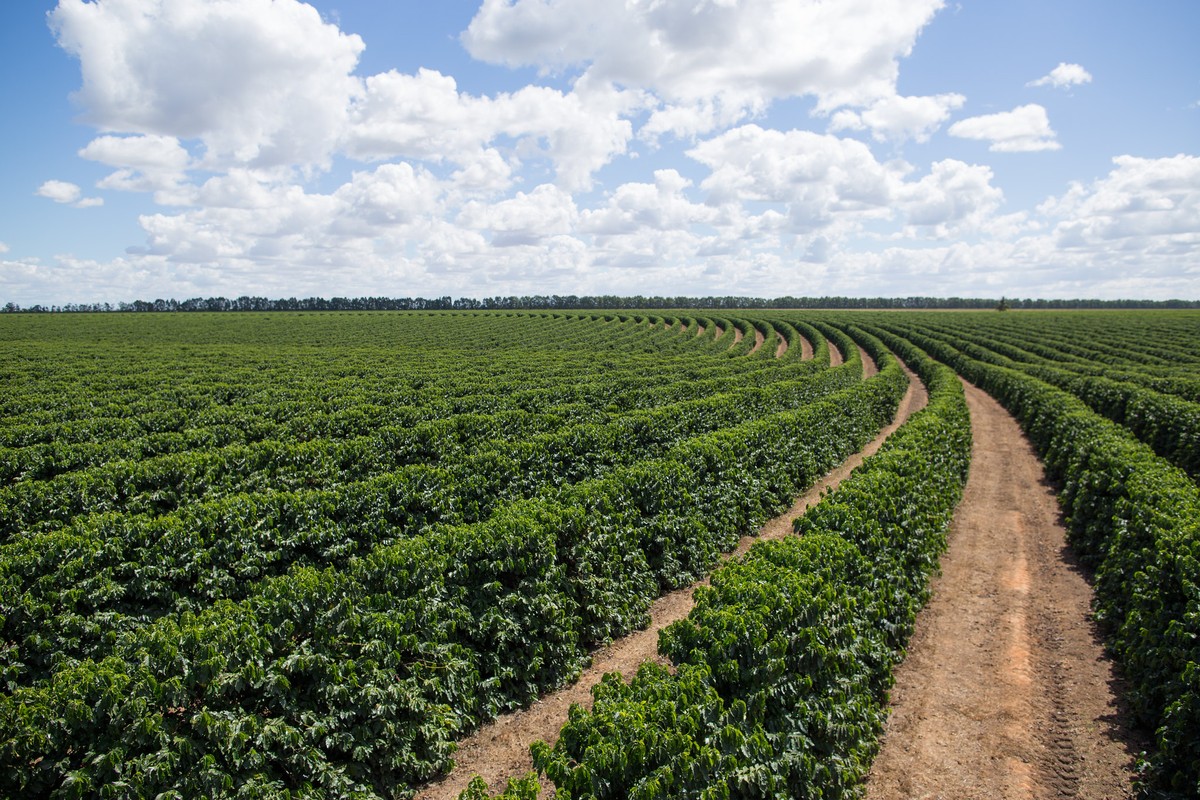 Safra de café 2027/28 mostra desenvolvimento promissor, mas El Niño e câmbio trazem incertezas