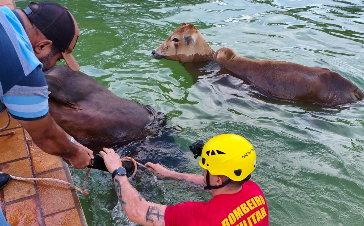 Bombeiros realizam resgate inusitado de bois em piscina de chácara em Morrinhos