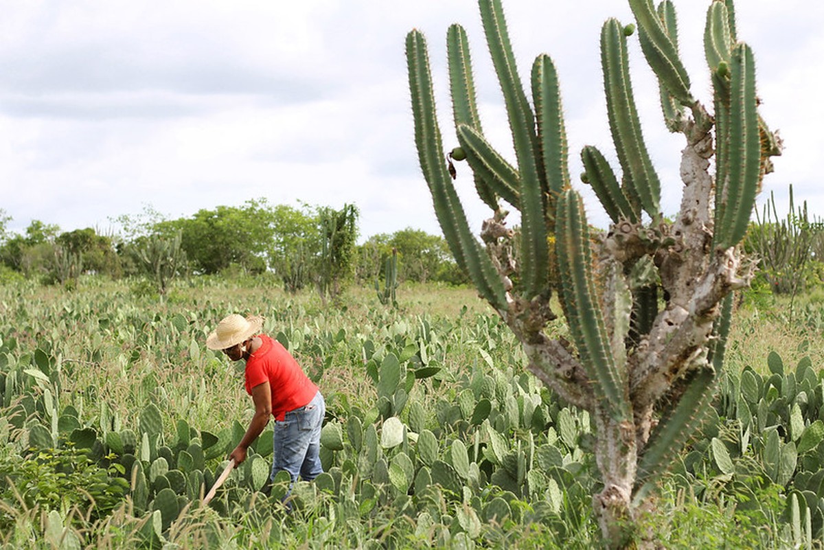 Agricultoras familiares enfrentam barreiras no acesso à tecnologia e assistência, aponta estudo