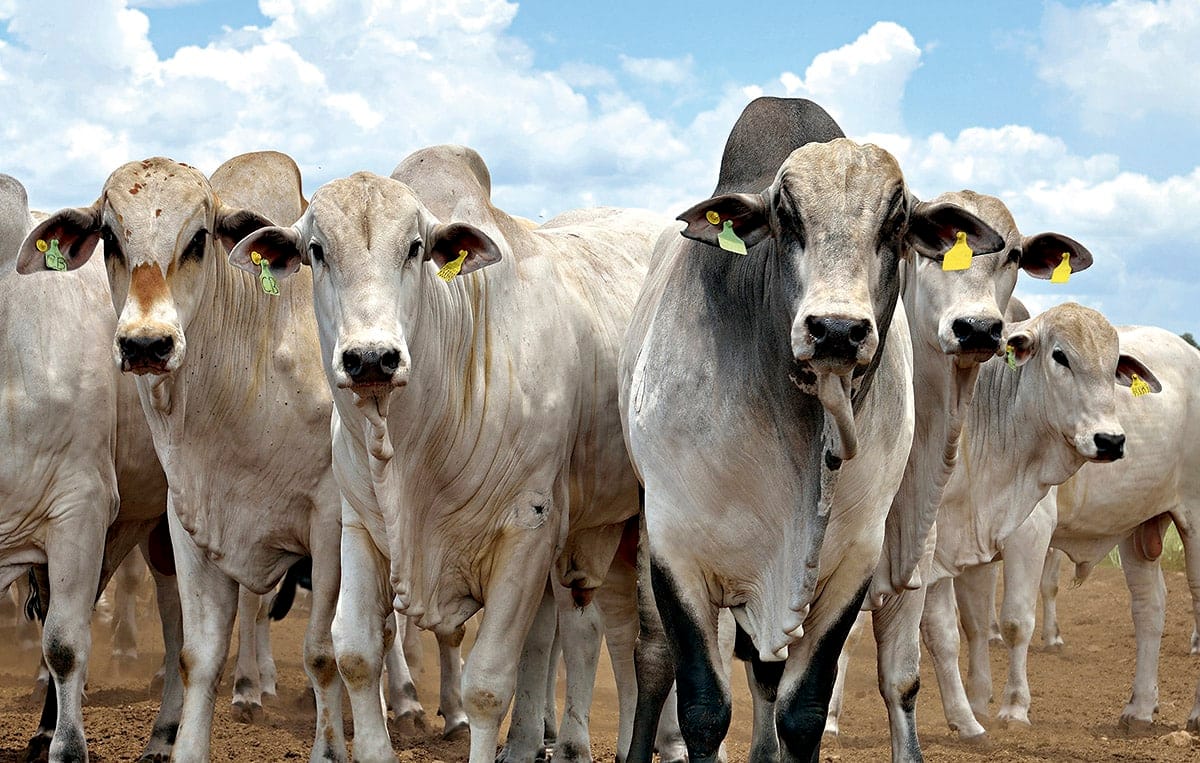 Tecnologias de ponta redesenham o futuro da pecuária com edição gênica e células-tronco