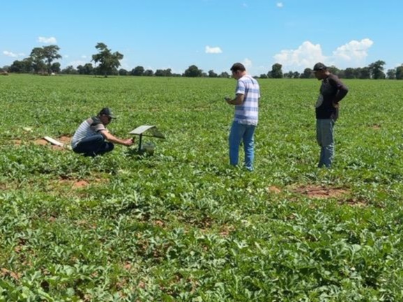 Britânia, em Goiás, conquista autorização para exportar melancia, melão e abóbora