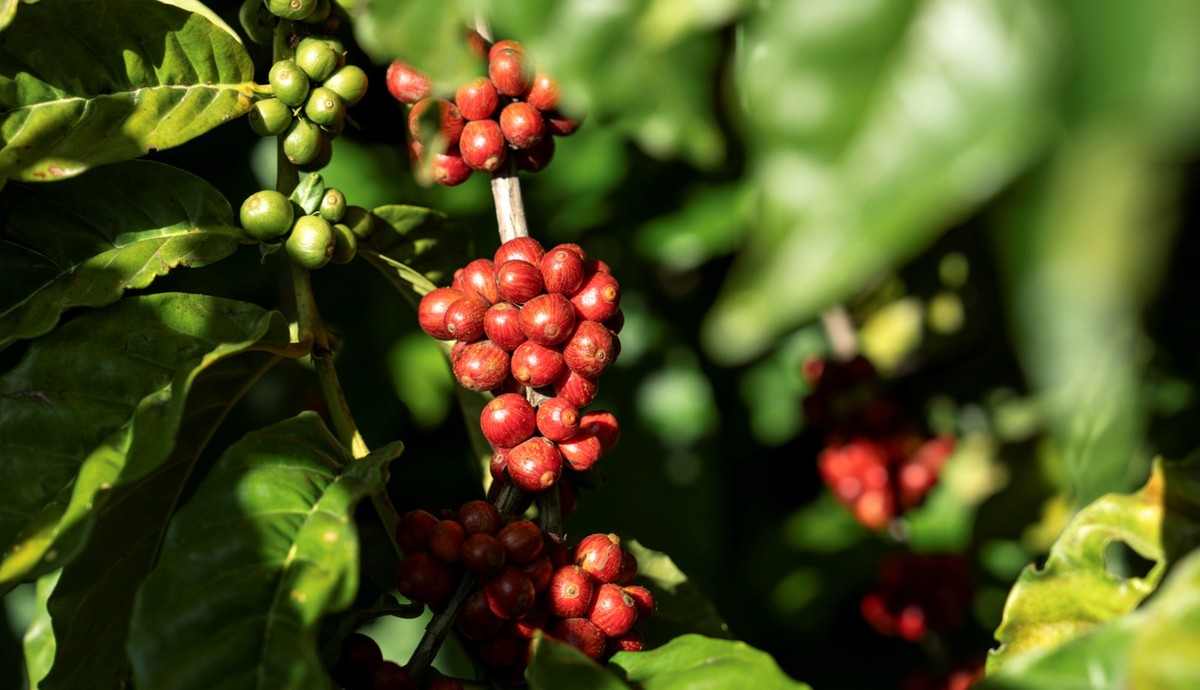 Nescafé Plan celebra 15 anos no Brasil com foco em sustentabilidade e inovação para produtores