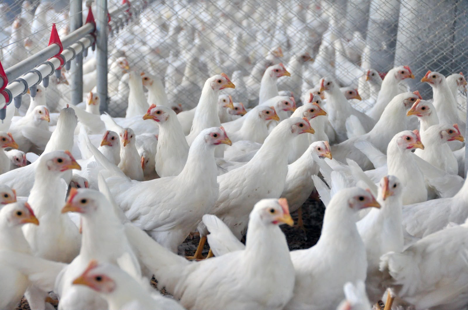 Goiás amplia em 19% exportações de carne de frango no primeiro semestre de 2026