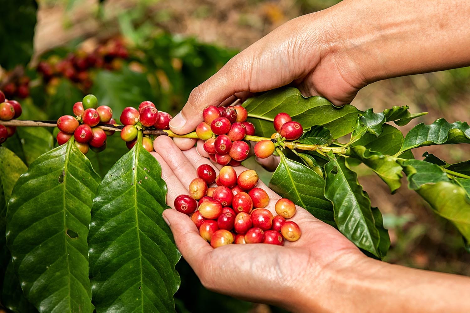 Poder de compra do café encolhe e desafia planejamento de cafeicultores