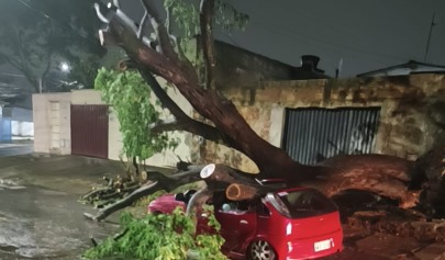 Temporal causa estragos em Goiânia com 12 quedas de árvores e galhos